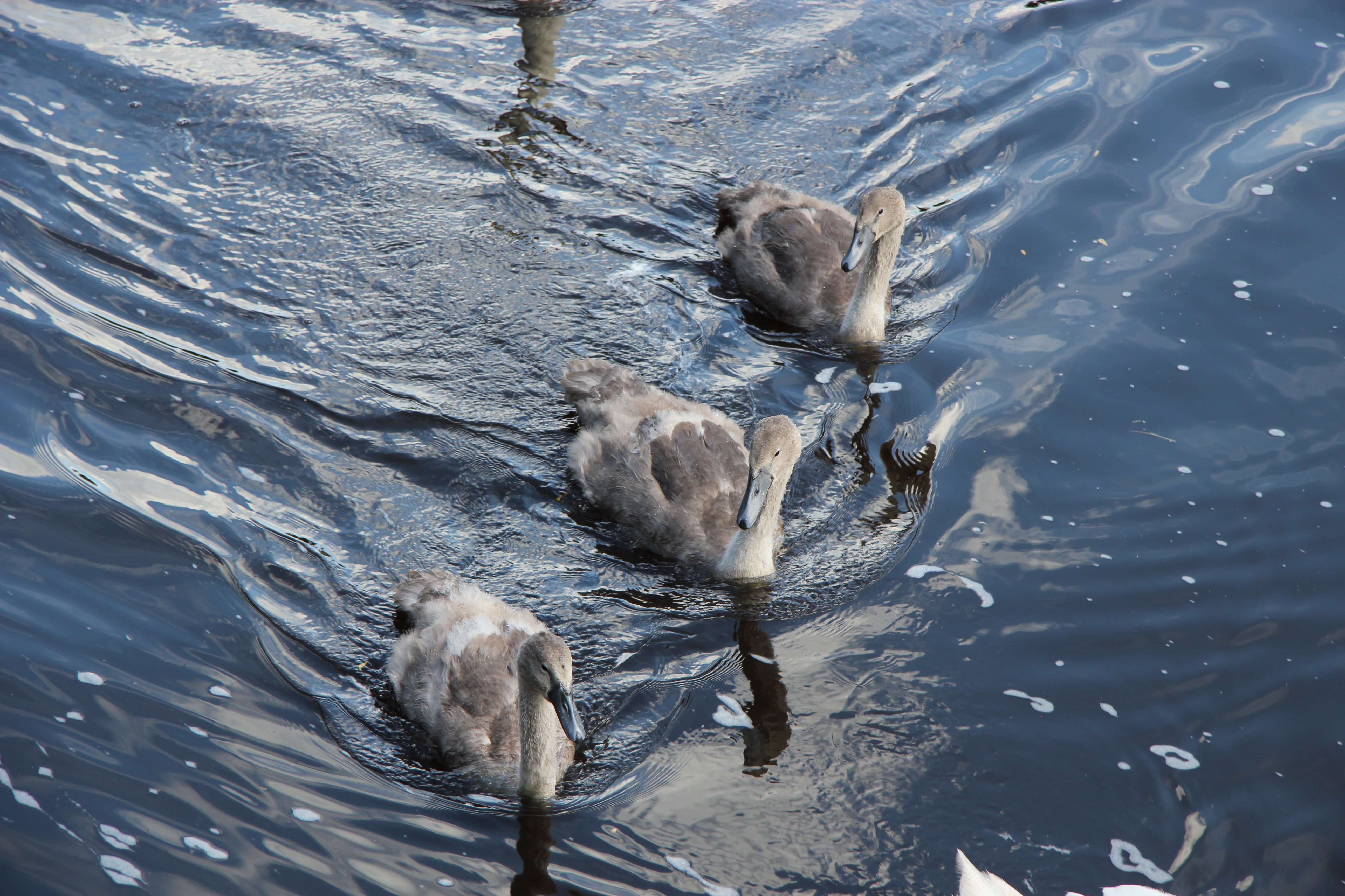3 cygnets on the Rive Ouse