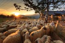 Flock of sheep with a shepherd with the sun setting beyond