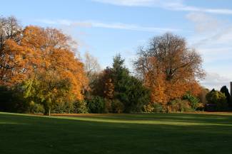 Trees in autumn with grass in the foreground