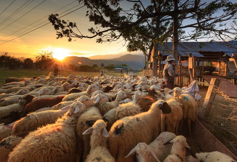 Flock of sheep with a shepherd with the sun setting beyond